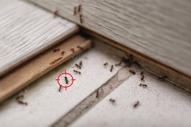 Best Local Pest Control Services  in Oakley, UT