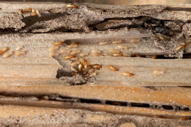 Pest Prevention Services in Oakley, UT